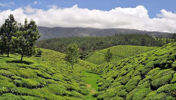 Munnar is one of the best places to visit in Kerala in August.