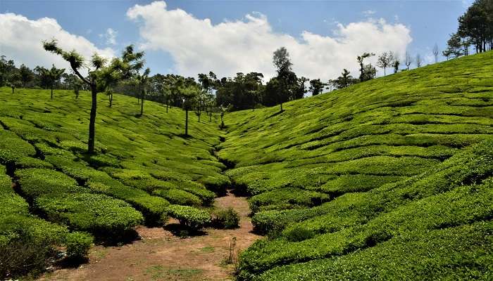 Wondering in the ea plantations in Munnar, which is the best things to do in Kerala