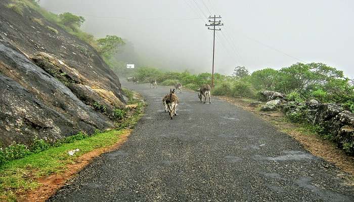 Munnar - Soaking in the beauty of Munnar