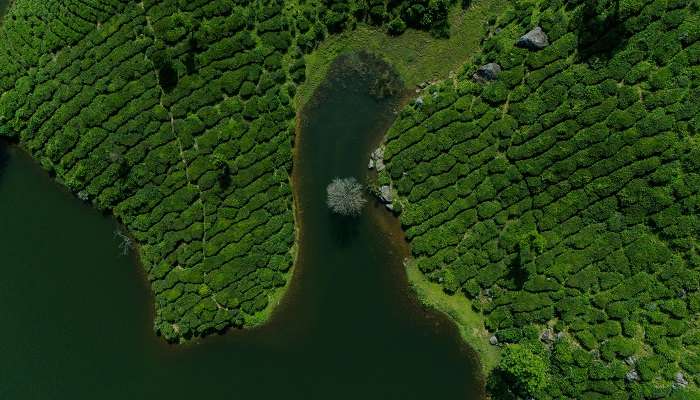 A top view of Munnar during Kerala group tours
