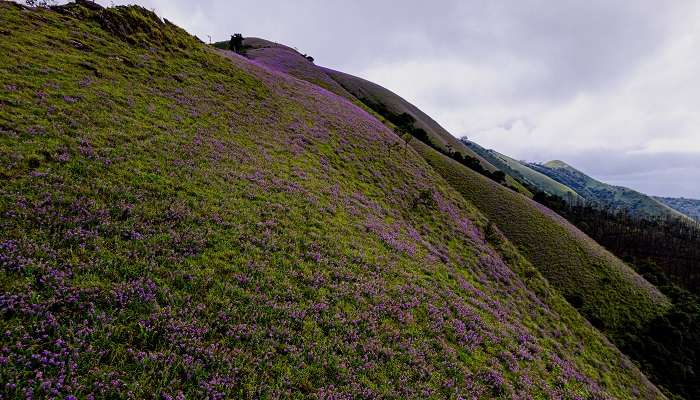 Watch The Neelakurinji Bloom in Munnar is one of the most exciting things to do in Kerala