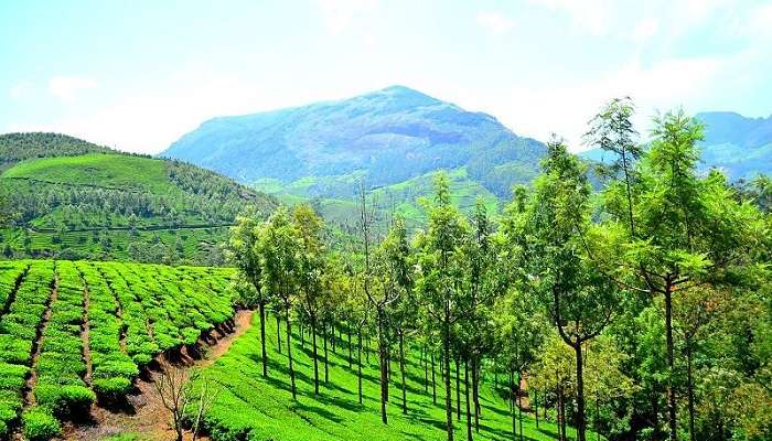 Munnar, places to visit in winter in India