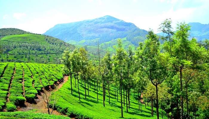 Munnar_hill_station_ 