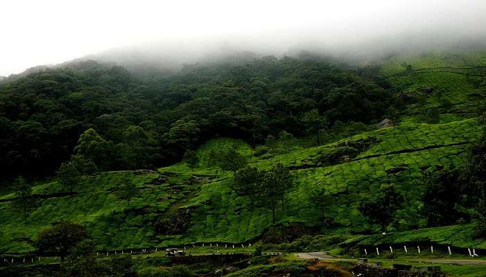 Munnar—Romancing in the Rain