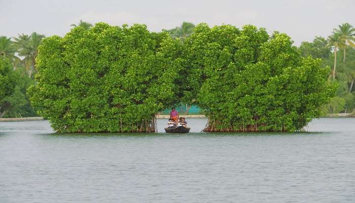 An image of the serene backwaters of Munroe Island near the best backwater resorts in Kerala 
