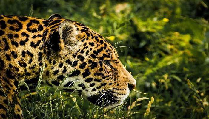 Jaguar in one of the zoos in Kerala