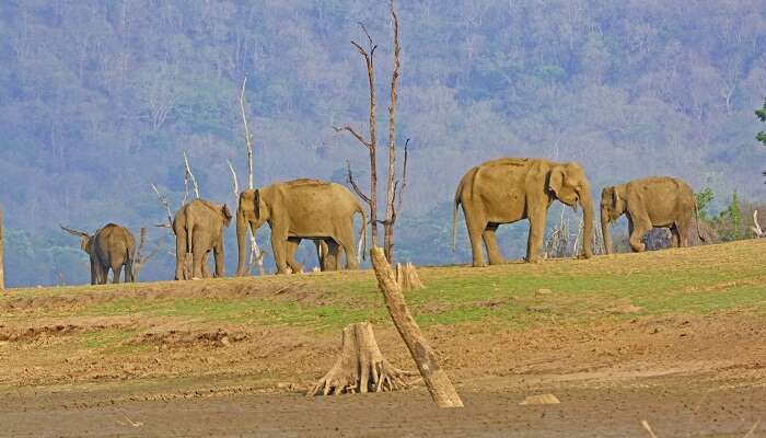 Nagarhole National Park