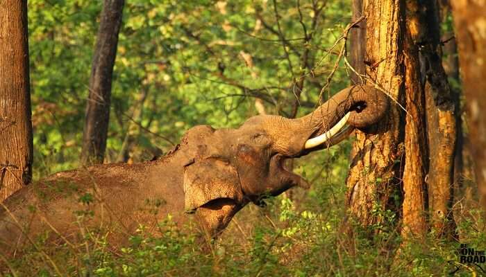 An elephant playing in Nagarhole National Park- one of the best places to visit near Wayanad.