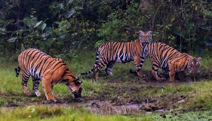 Nagarhole National Park