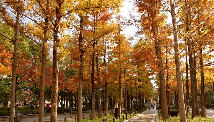 Nami Island- South Korea in November