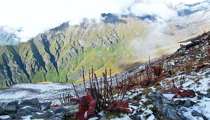 Nanda Devi National Park visit in summer auli uttarakhand 