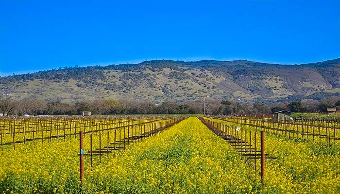 Napa Valley - Honeymoon in USA