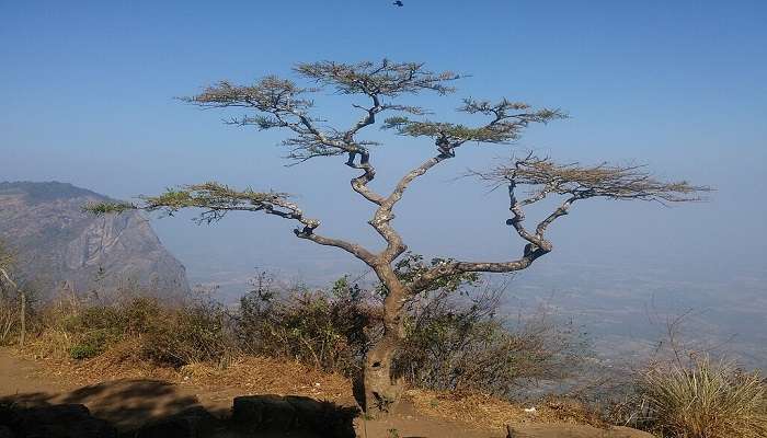 Nelliyampathy Hill Station, Palakkad