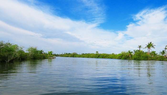 Captivating view of Kochi's backwaters
