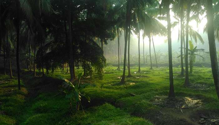Lush greenery in Palakkad.