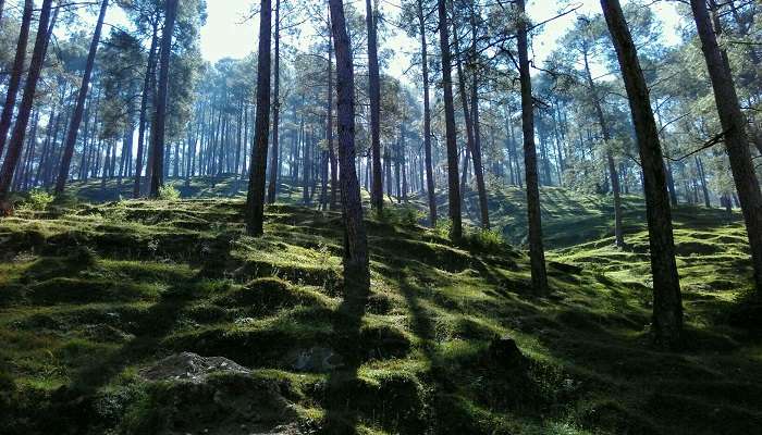 Pangot- one of the best places to visit in Nainital