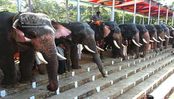 Elephants in Paripally Gajamela