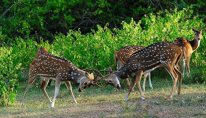 Parsa Wildlife Reserve is one of the best tourist attrcations in Nepal