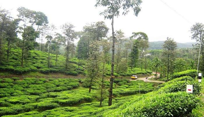 Peermade- The Aromatic Hill Station