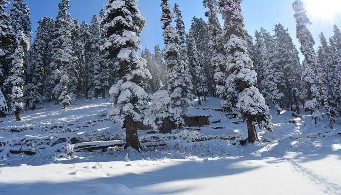 Trees in snow in Pahalgam winter of 2015.