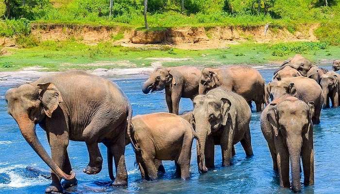 Pinnawala Elephant Orphanage, among Sri Lanka tourist places