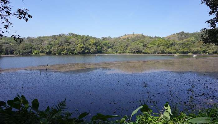 The tranquil waters of Pookode Lake 