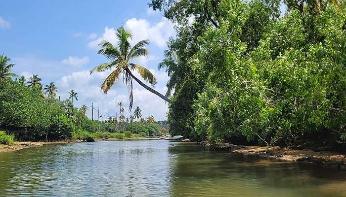 Tranquil backwaters of Poovar