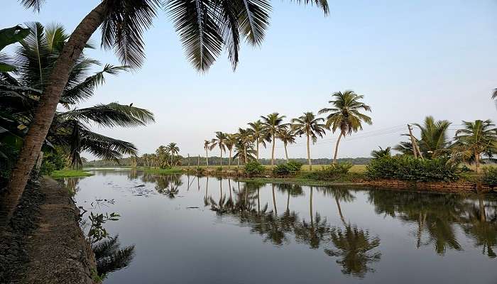 View of Kerala- the land of coconuts