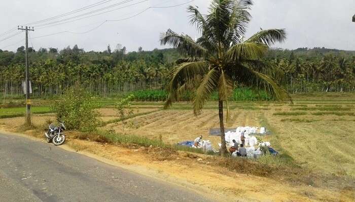 Mananthawady Pulpally road view