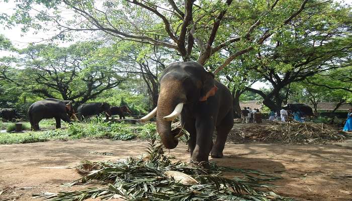 The famous elephant sanctuary amidst other places near Guruvayur.