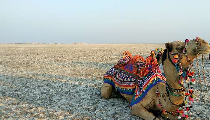 Rann of Kutch- top honeymoon places to visit in December in India