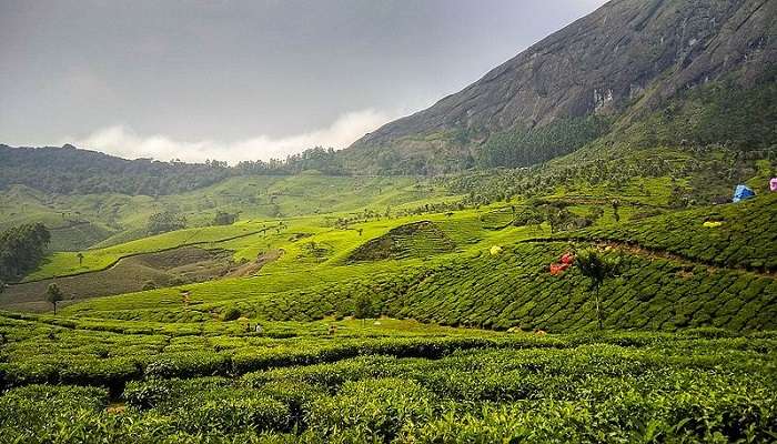 Refreshing Tea Estates in Munnar