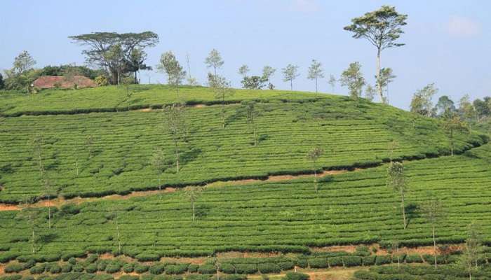 Rippon Tea Factory, Wayanad tourist places