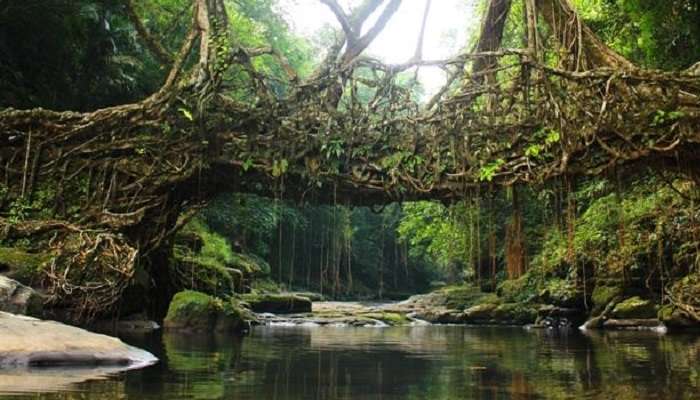 Roots Bridges, Places To Visit In Meghalaya