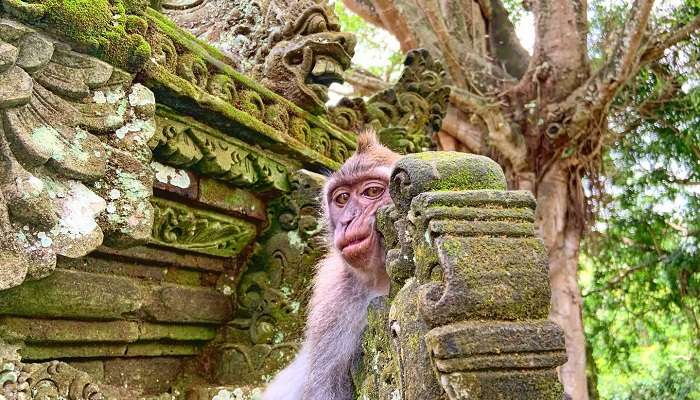 visit the Sacred Monkey Forest Sanctuary