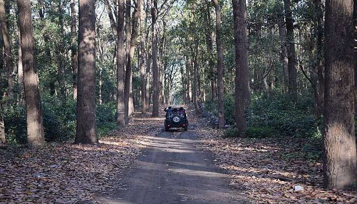 Safari ride in Jim Corbett