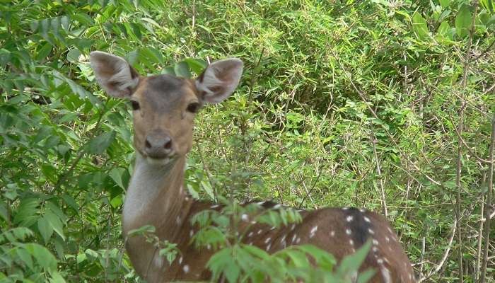 Sajjangarh Wildlife Sanctuary