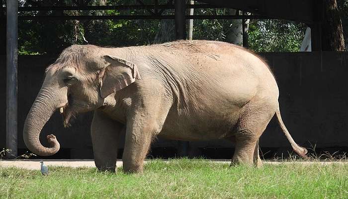 Sakkarbaug Zoological Gardens - Beautiful Establishment