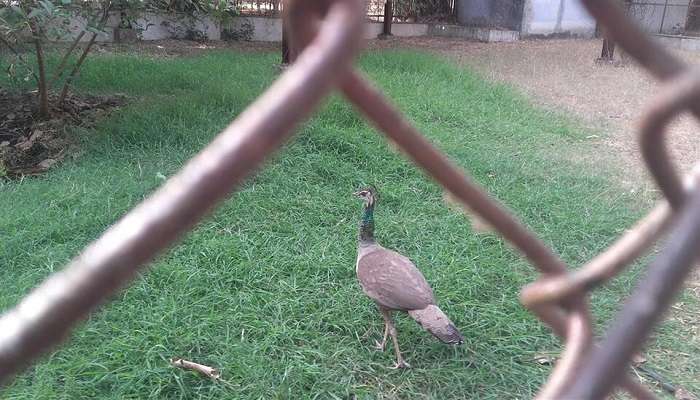 Bird spotting in Sarthana Nature Park