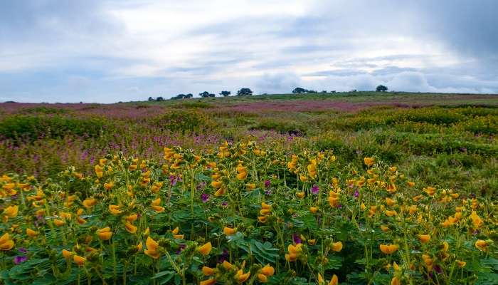 Satara is a part of the beautiful hills, which is one of the best picnic spots near Pune in Summer