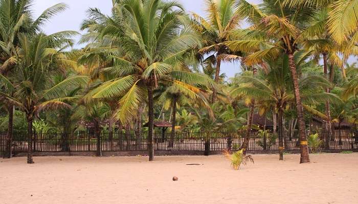 Shoreline_at_Marari_beach