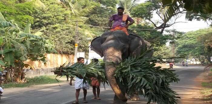 Elephant walking in Guruvayur