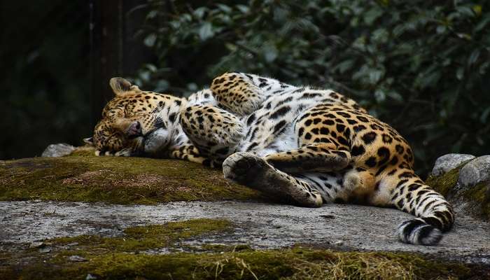 ikkim Himalayan Zoological Park