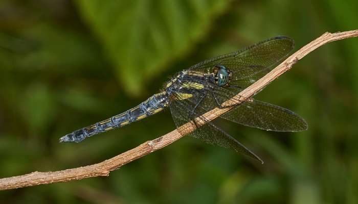 A unique insect spotted at Silent Valley National Park in August