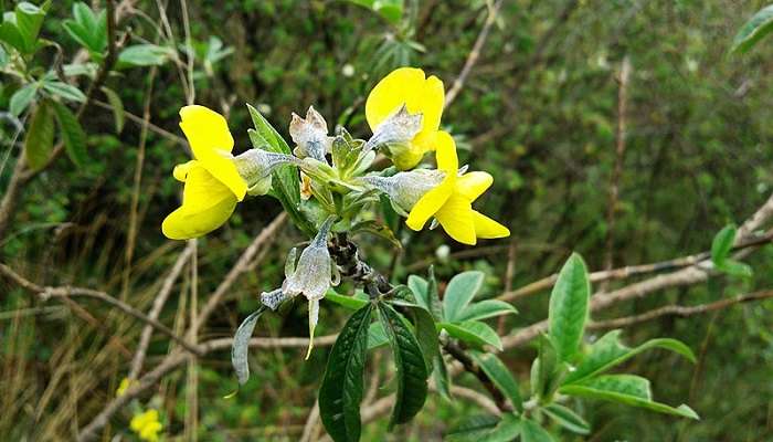 A beautiful view of flowers in Singalila