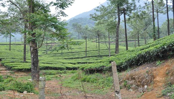 Visiting the aromatic spice gardens before shopping in Munnar