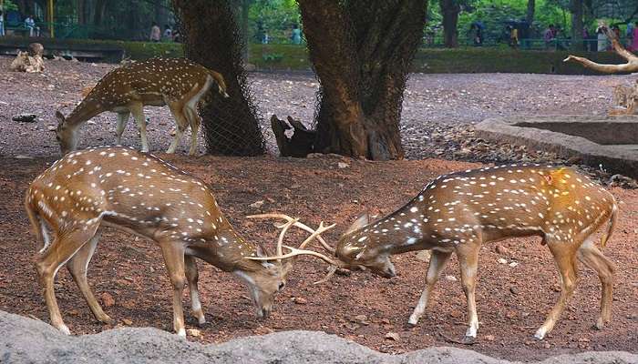 Places to visit in Trivandrum- Trivandrum Zoological Park 