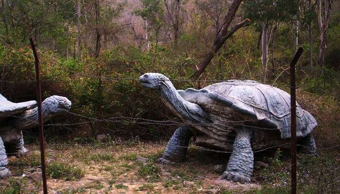 Explore Suketi Fossil Park, Places To Visit In Barog