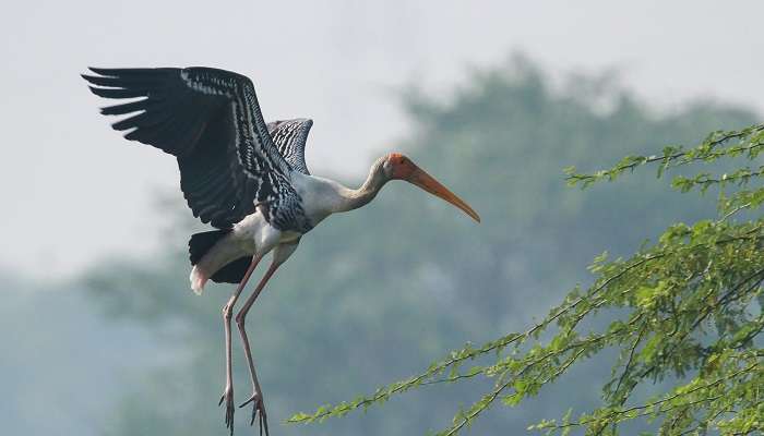 Sultanpur Bird Sanctuary, places to visit near Delhi