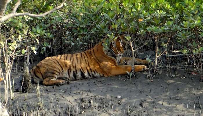 Sunderban Tiger Camp